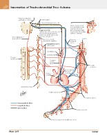 Frank H. Netter, MD - Atlas of Human Anatomy (6th ed ) 2014, page 237
